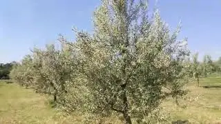 Visita guidata progetto BIOS - fioritura dell'olivo