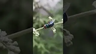 A blowfly on a five-leaved chaste tree stem... #fly #insect #animals #shorts