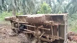 lagi survae jaln ada badak langsir sawit bobok di jalan oprut