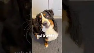 Roll Over #beethoven 😎 #welcome #daycare #dogs #bernesemountaindog #pets #rizz #cutenessoverload