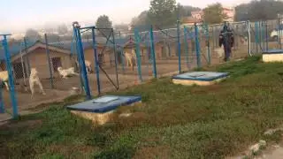 Kangal farm 2