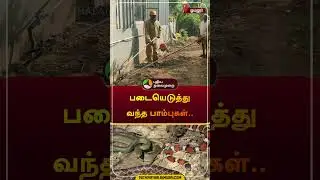 படையெடுத்து வந்த பாம்புகள்.. | #omalur | #salem | #snake | #shorts