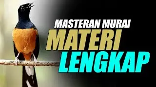 MURAI BATU GACOR ‼️TEMBAKAN MEWAH SUPER PEDES MEMANCING MURAI BATU LAIN TAK MAU DIAM