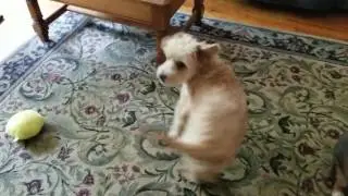 BarkBox June 2017