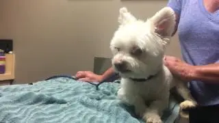 Cherry Eye explanation with Princess at Eye Care for Animals