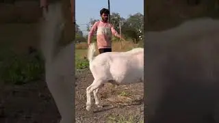 Playful Sannen Goat #sannen #goat