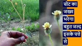 Tridax Procumbens के फायदे 🌿 | देसी संजीवनी बूटी कंबरमोडी की पहचान और औषधीय उपयोग