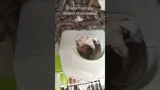 #rap #music #rapper #newmusic #live #джунгарскийхомяк #hamster #сваты6 #хомяк #рецепт