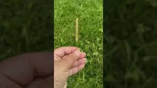 Setaria pumila