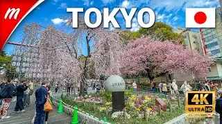 🌸2022 Cherry Blossom Season Begins at Ueno Park