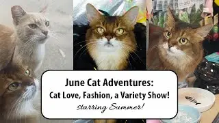 June Cat Fun: Summer's Feral Friend, Paris Hilton Pet Fashion, and a Cat Variety Show!