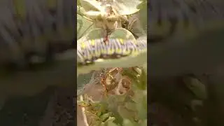 Big#insect#eating#plants#