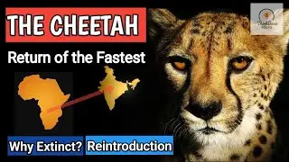 Cheetah reintroduction in India: Why extinct? | Kuno np: India@75