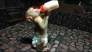 Baby Monkey Dodo Get Extra Milk Daily, Dodo Funny All The Time