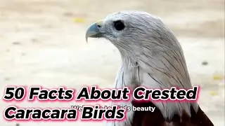 50 Facts About Crested Caracara Birds 🦅.