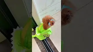 Cade o Tavinho?