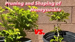Shaping and Trimming a Honeysuckle Into a Bonsai