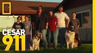 Case File Pupdate: Levi and Phoebe | Cesar 911