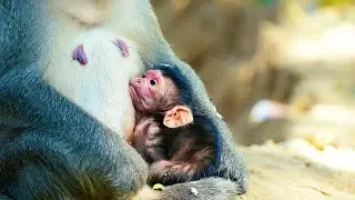 Heartbreaking: Starving Newborn Monkey Begs for a Drop of Milk