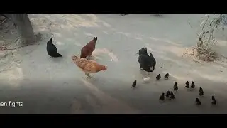 Brave Hen's Mother protect and save her baby Chicks from Hen || Brave hen mother protect chicks