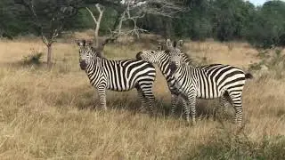 Zebra Crossing