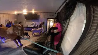 I FILLED THE HOUSE WITH FARM ANIMALS PRANK ON SIBLINGS (EXTREMELY HILARIOUS)