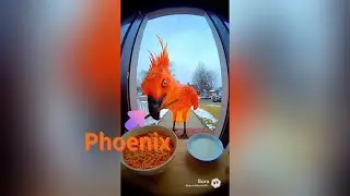 Animal's and Phoenix's reactions to spicy foods