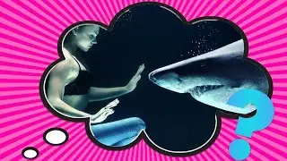 Why Do Sharks Attack?
