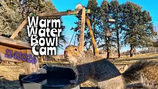 Warm Water Bowl Cam Jan 14 #squirrels #bluejays #birds #wildlife #wildlifefeeding #gopro