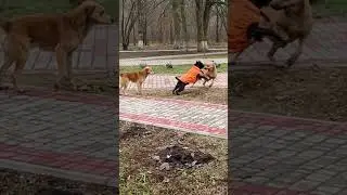 two dogs against amstaff😉две собаки против амстафа😉