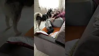 Пошли бегать#хаски #арчи #любимка