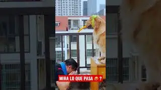 Que prefieres Caliente 🔥 o Fr&iacute;a?   #caliente #fria #elpichal #humor #colombia #comedia