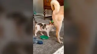 Funny Dog Chasing Cat - Funny Dog Videos 🐾