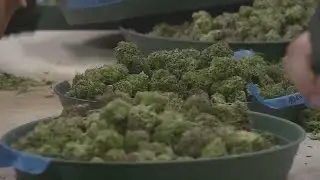Public hearing on the impact of hemp on local farmers held at the PA Farm Show