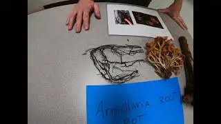 Armillaria root disease