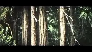 MUIR WOODS - HOME OF THE GIANT REDWOODS 1974