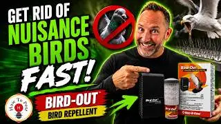 Как быстро избавиться от птиц | Отпугиватель птиц Bird-Out от Bird-B-Gone