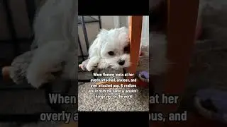 Love my Mommy 🐾🐾❤️ #ilikethatyourebroken #ilikethatyourebrokenbrokenlikeme #mulliganthemaltese #malt