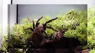 Tarantula With Live Seedum Plants
