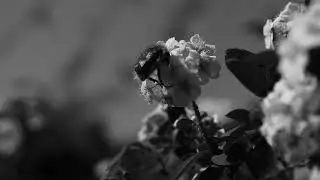 The silence of nature: A beetle on a flower