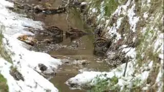 Bokje - Lymnocryptes minimus - Jack Snipe