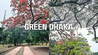 কৃষ্ণচূড়া ফুলে পরিপূর্ণ চন্দ্রিমা উদ্যান | Green side of DHAKA | Tazrians Mom Vlog