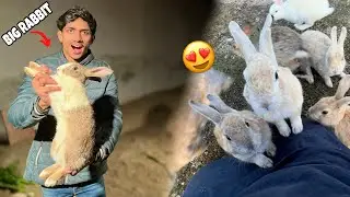 Extra large size rabbits liye 🐰 mini farm mein unique chij a gai | ❤️ 