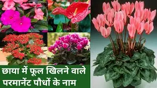 Shade Loving Flowering Plants India/बिना धूप में खिलने वाले फूल/Bina Dhup Ke Khilne Wale Phool