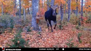 Fall Rutting Moose.. 'On The Move' (With Narrative)
