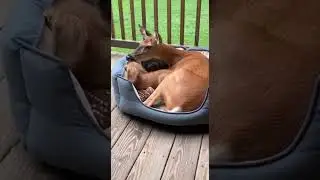 Puppy and Kitten Can&rsquo;t Resist Meeting Their New Best Friends #cute #pets #animals