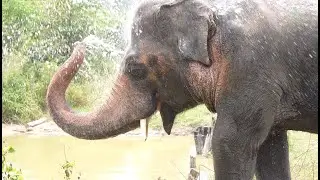 Kaavan&rsquo;s Sanctuary Life! - ElephantNews