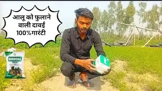 Alu lo fulane wali dawai #farming #agriculture #potato #nature #reels #shorts #shortvideo #subscribe