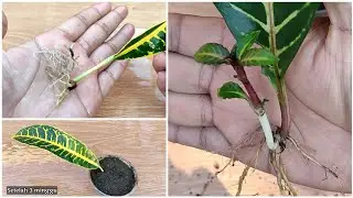 Cara Stek Daun Tanaman Hias Puring