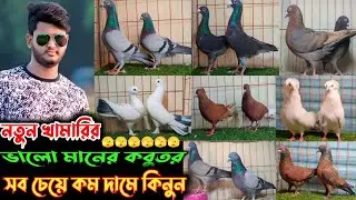 🌹১০০% ডিম বাচ্চা করা ভালো মানের কবুতর বিক্রি হবে পাইকারি দামে👉আলমগীর ভাইয়ের খামার থেকে🌹🌹🌹